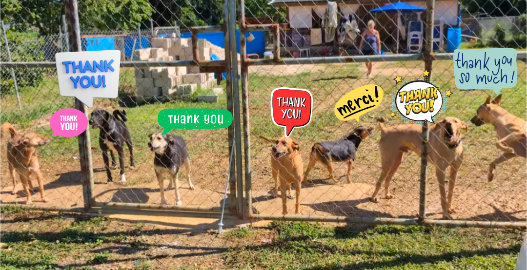 thank you dogs